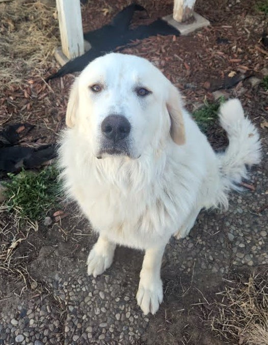 Bear the Great Pyrenees